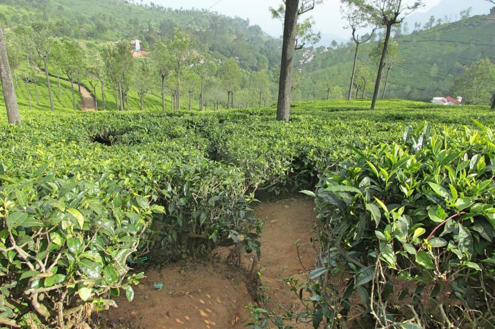 Free Image of Tea Garden 