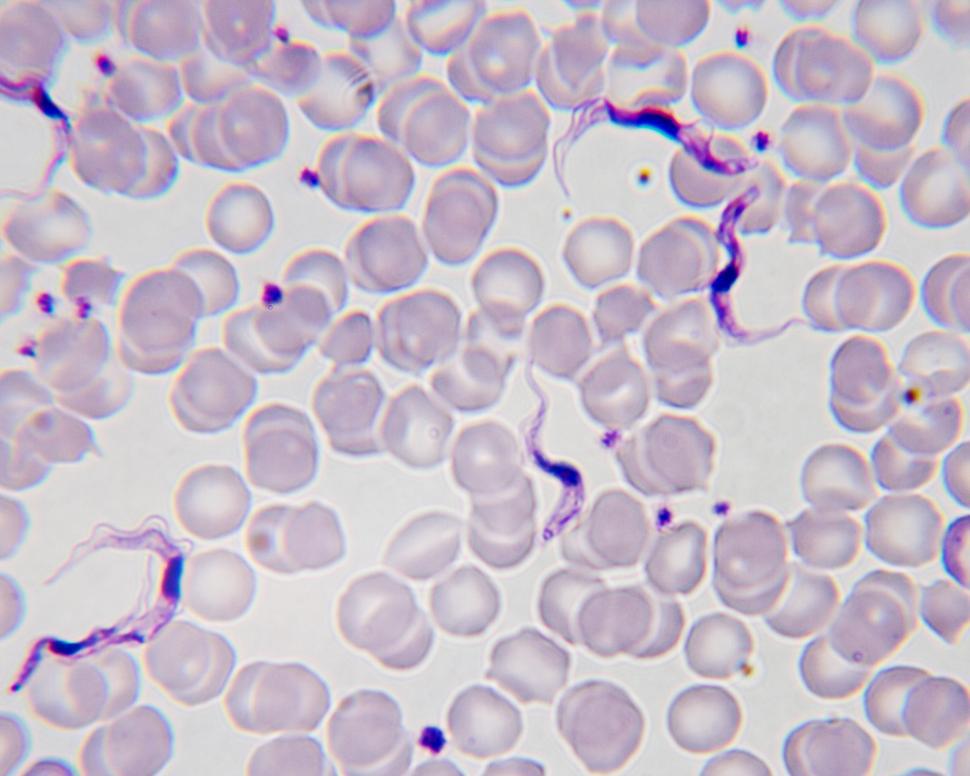 Free Image of Biology 