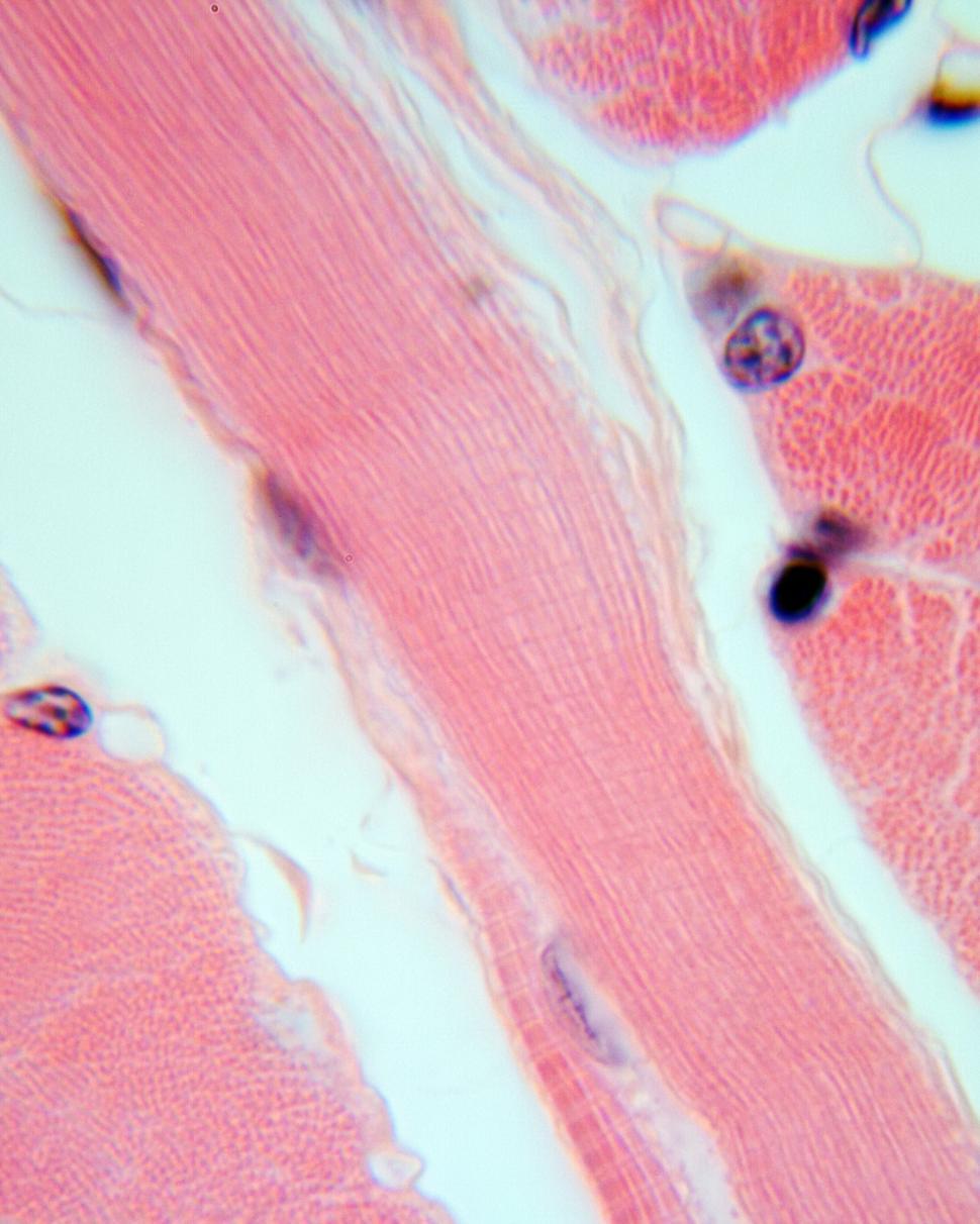 Free Image of Muscle 