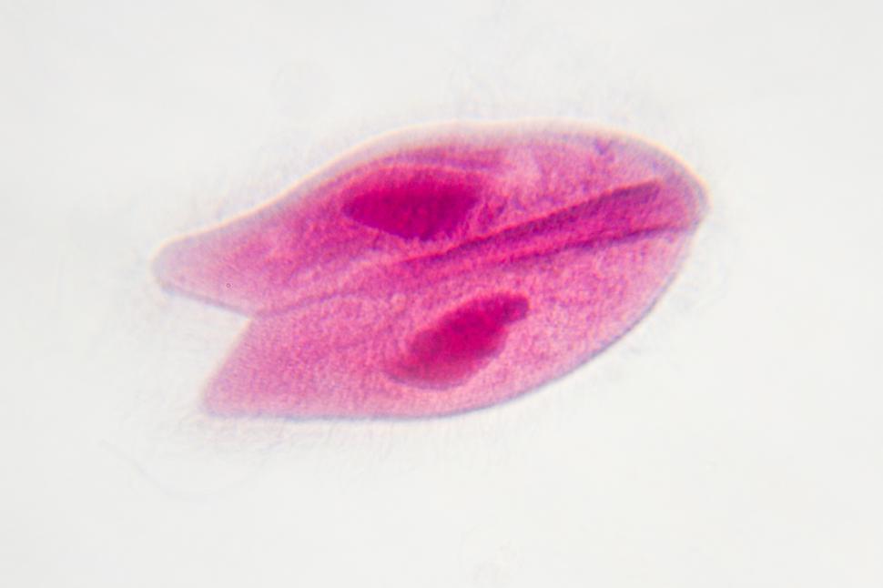 Free Image of Biology 
