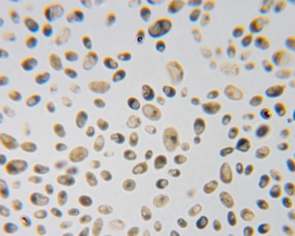 Free Image of Yeast 