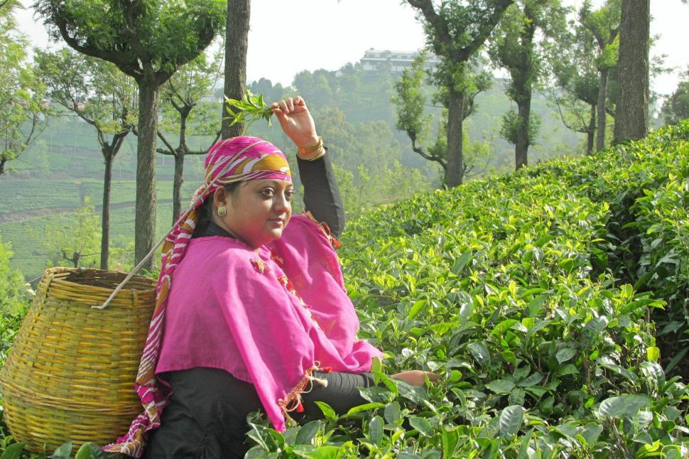 Free Image of Tea  Leaves Plucking 