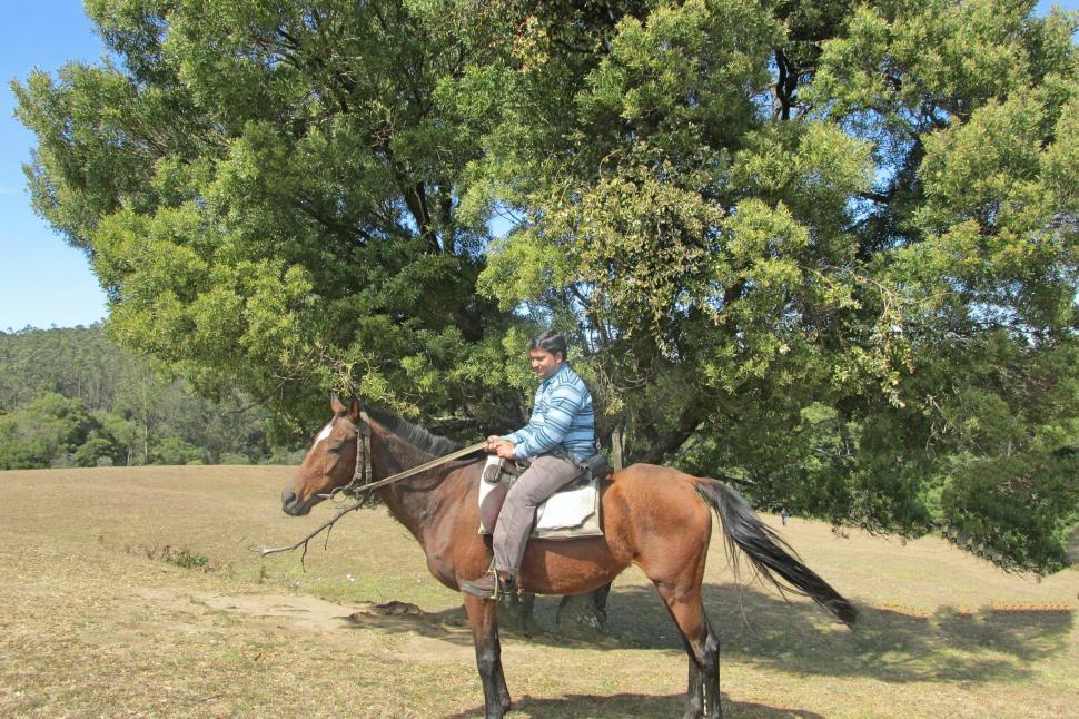 Free Image of Horse Riding 