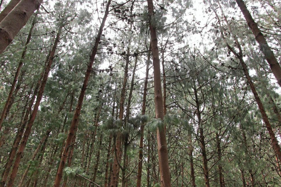 Free Image of Trees 