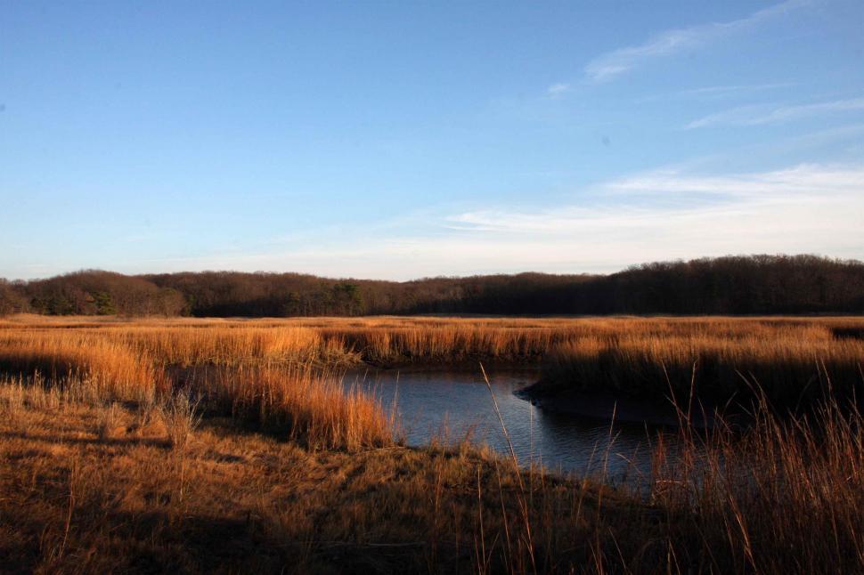 Free Image of Salt Marsh, Cheesequake State Park, NJ 