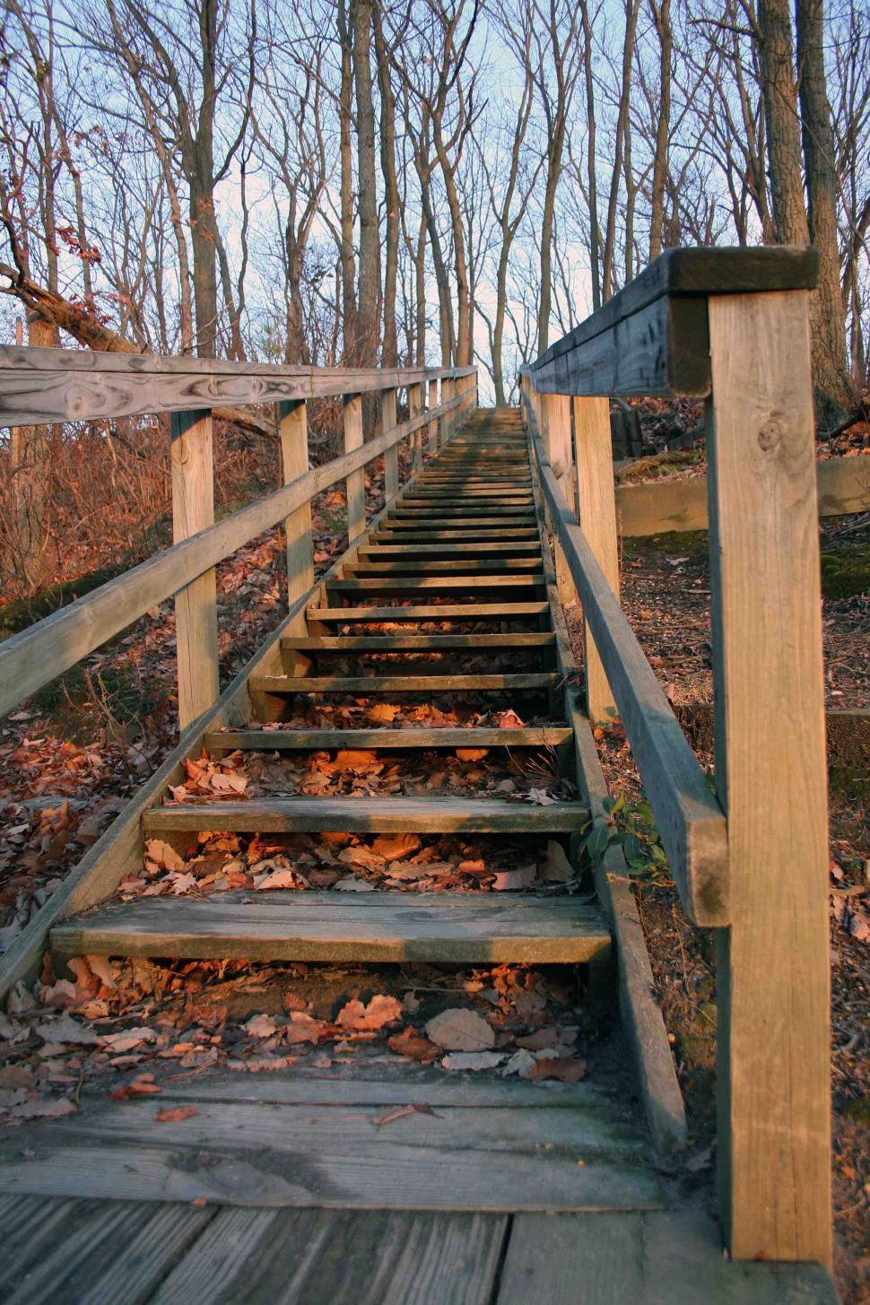 Free Image of  Wooden steps in Cheesequake State Park, NJ 