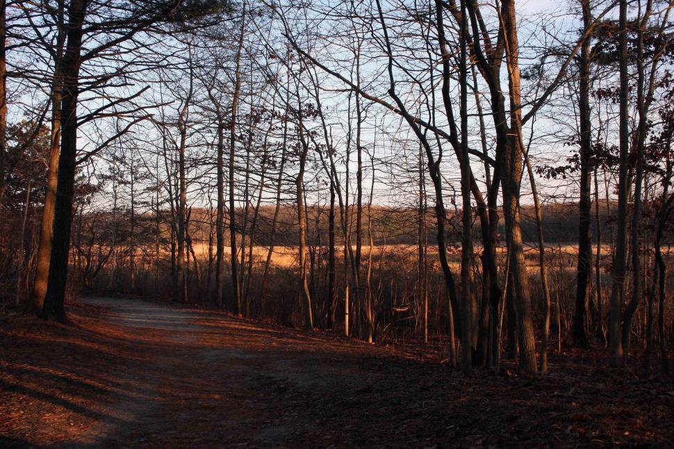Free Image of Hiking trail in Cheesequake State Park NJ 