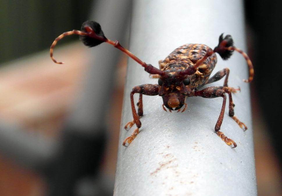 Free Image of Exotic Beetle 