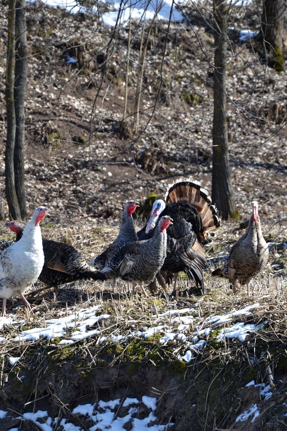 Free Image of Turkeys 