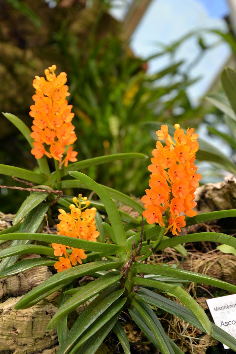 Free Image of Rust-red Ascocentrum 