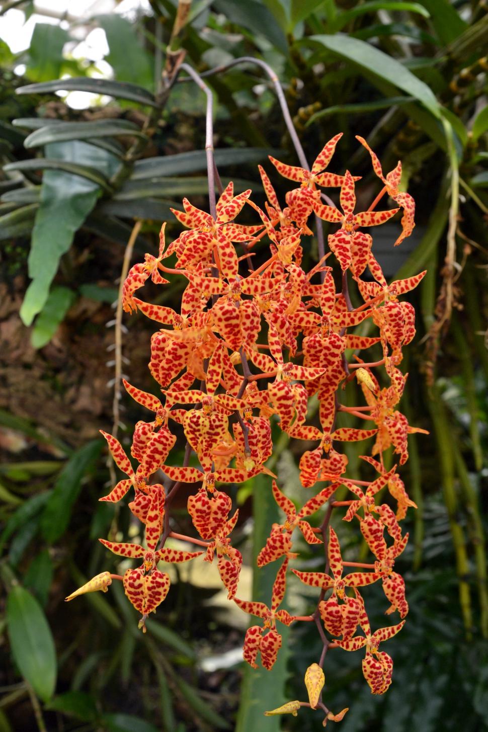Free Image of Renanthera monachica 