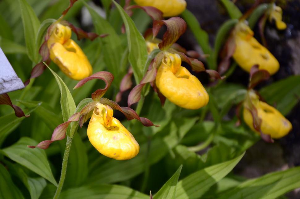 Free Image of Lady’s slipper orchid 
