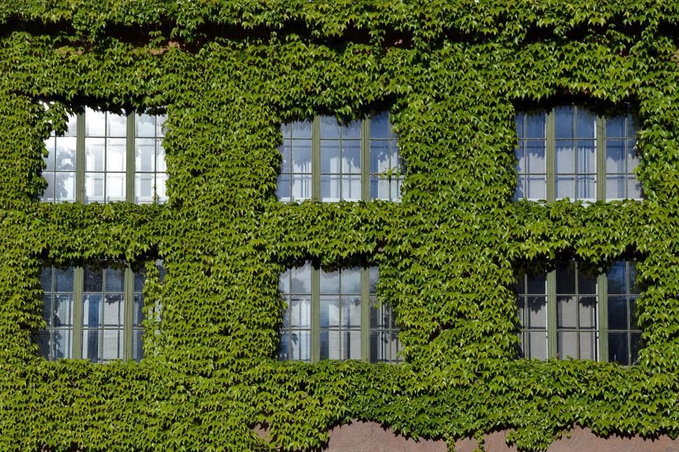 Free Image of Boston ivy 
