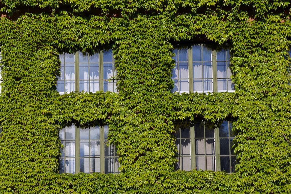 Free Image of Boston ivy 