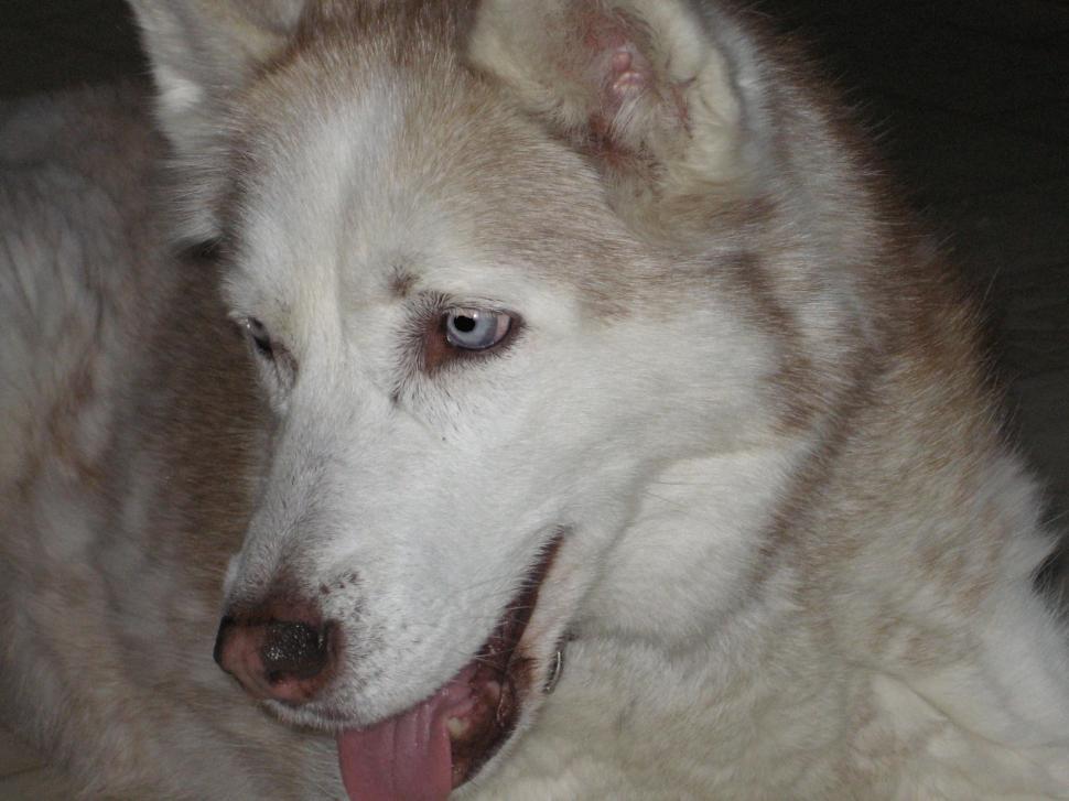 Free Image of Husky 