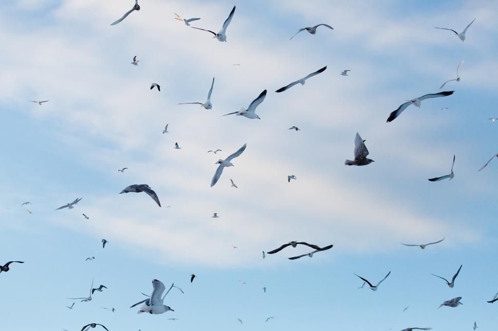 Free Image of Gulls 