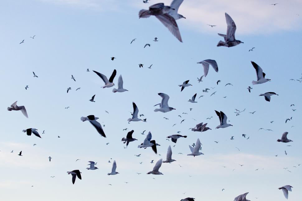 Free Image of Gulls 