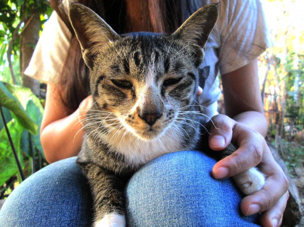 Free Image of Cat With Woman 