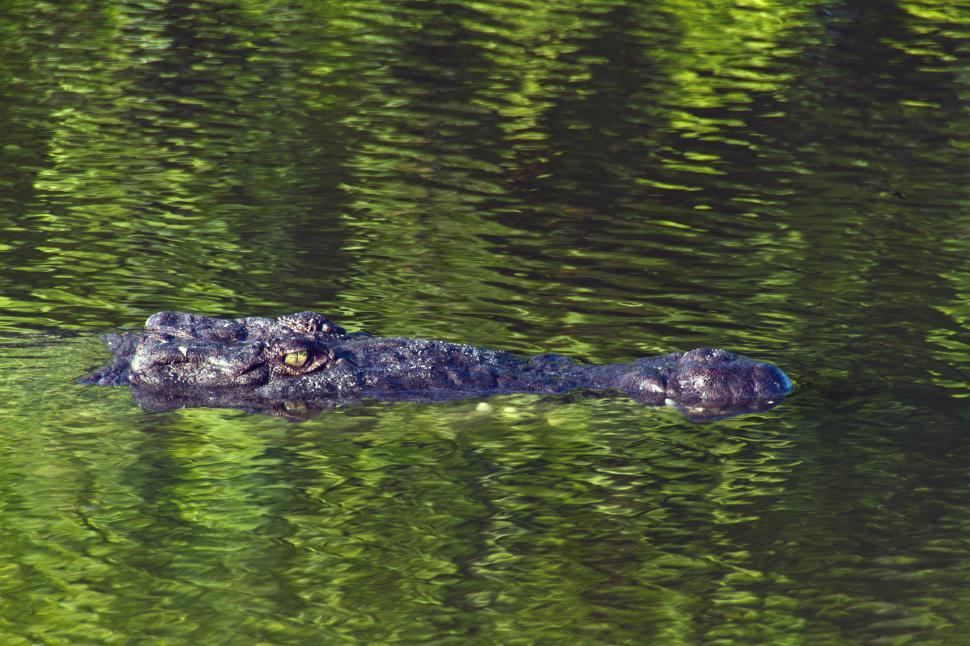 Free Image of Crocodile 