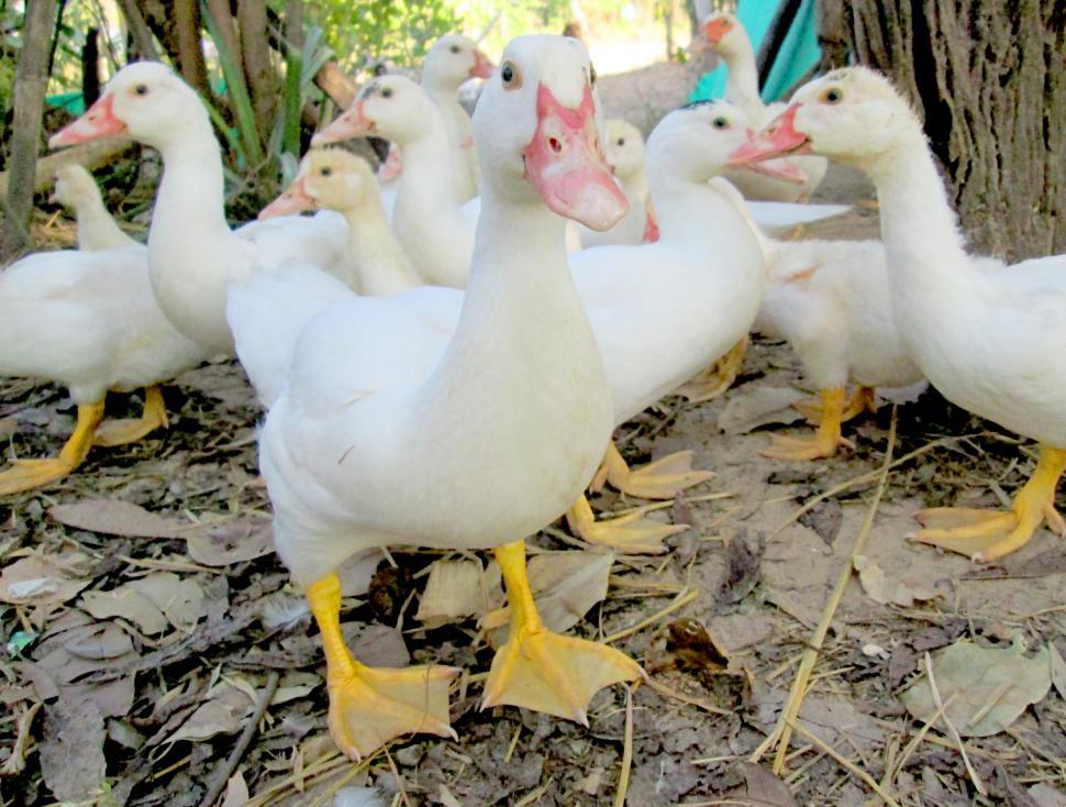 Free Image of White Duck 