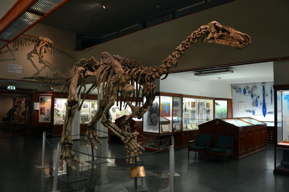 Free Image of Iguanodon bernissartensis 