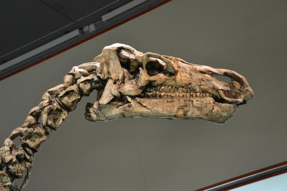 Free Image of Iguanodon bernissartensis 