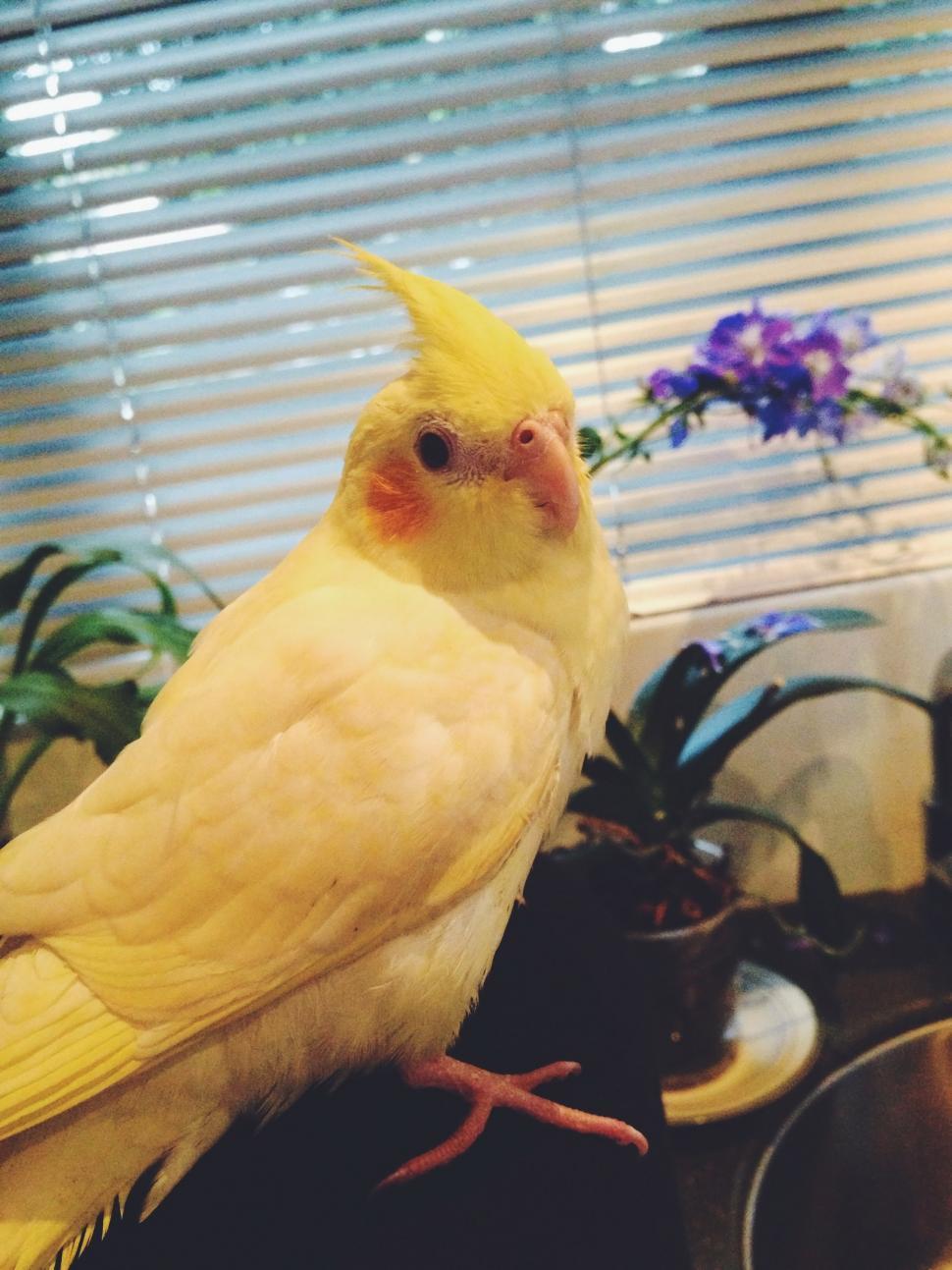 Free Image of Cockatiel 