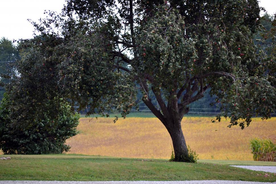 Free Image of Country Apple Tree 