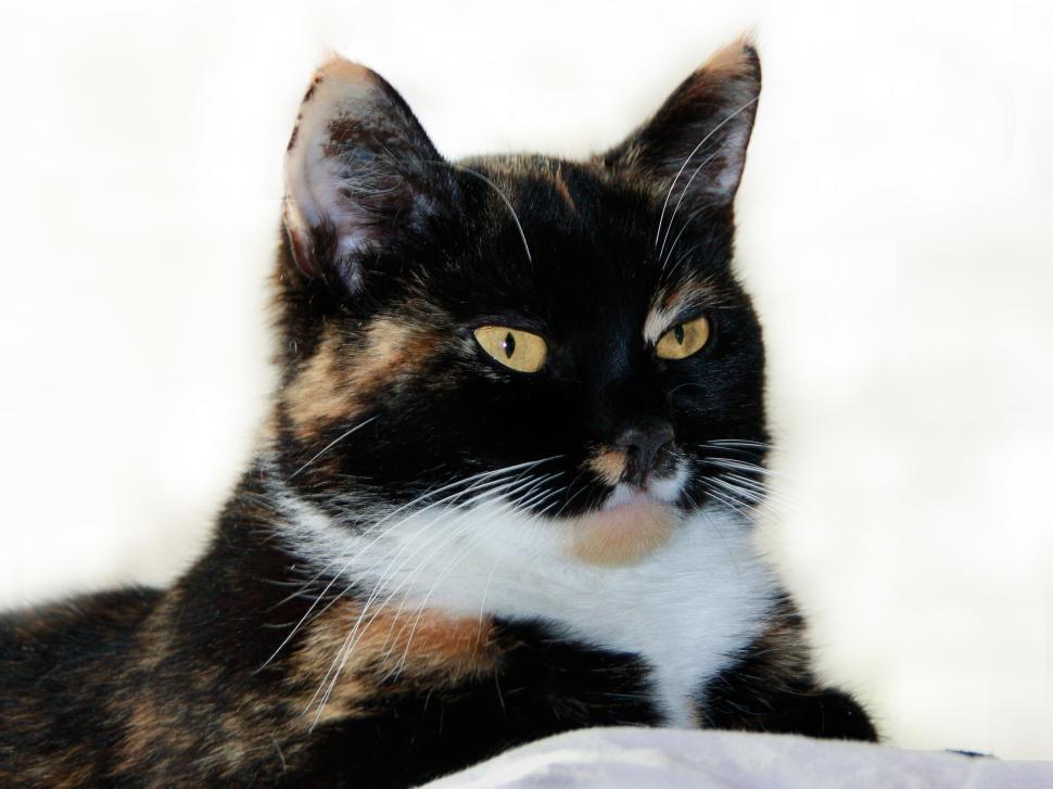Free Image of Tricolor Female Cat Portraitanimals cat cats pet pets portrait background 