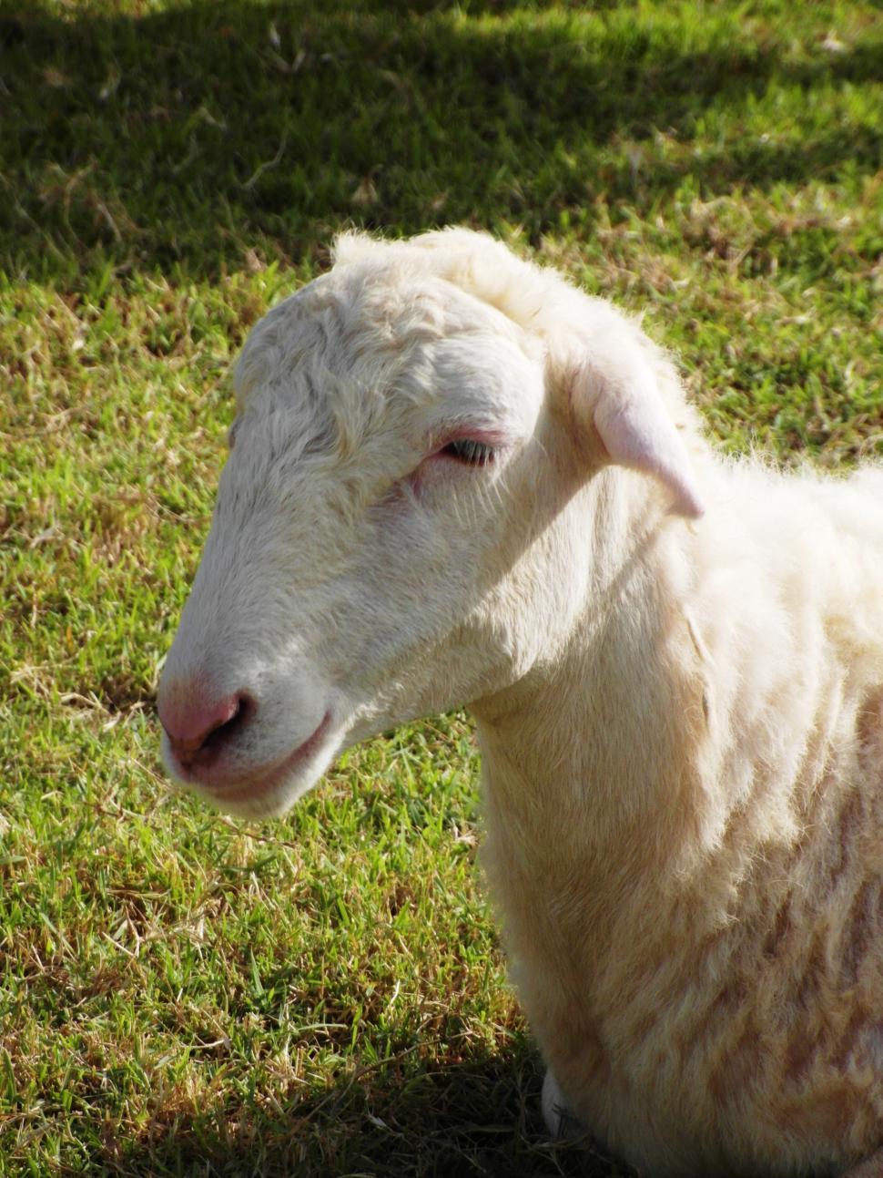 Free Image of Sheep 