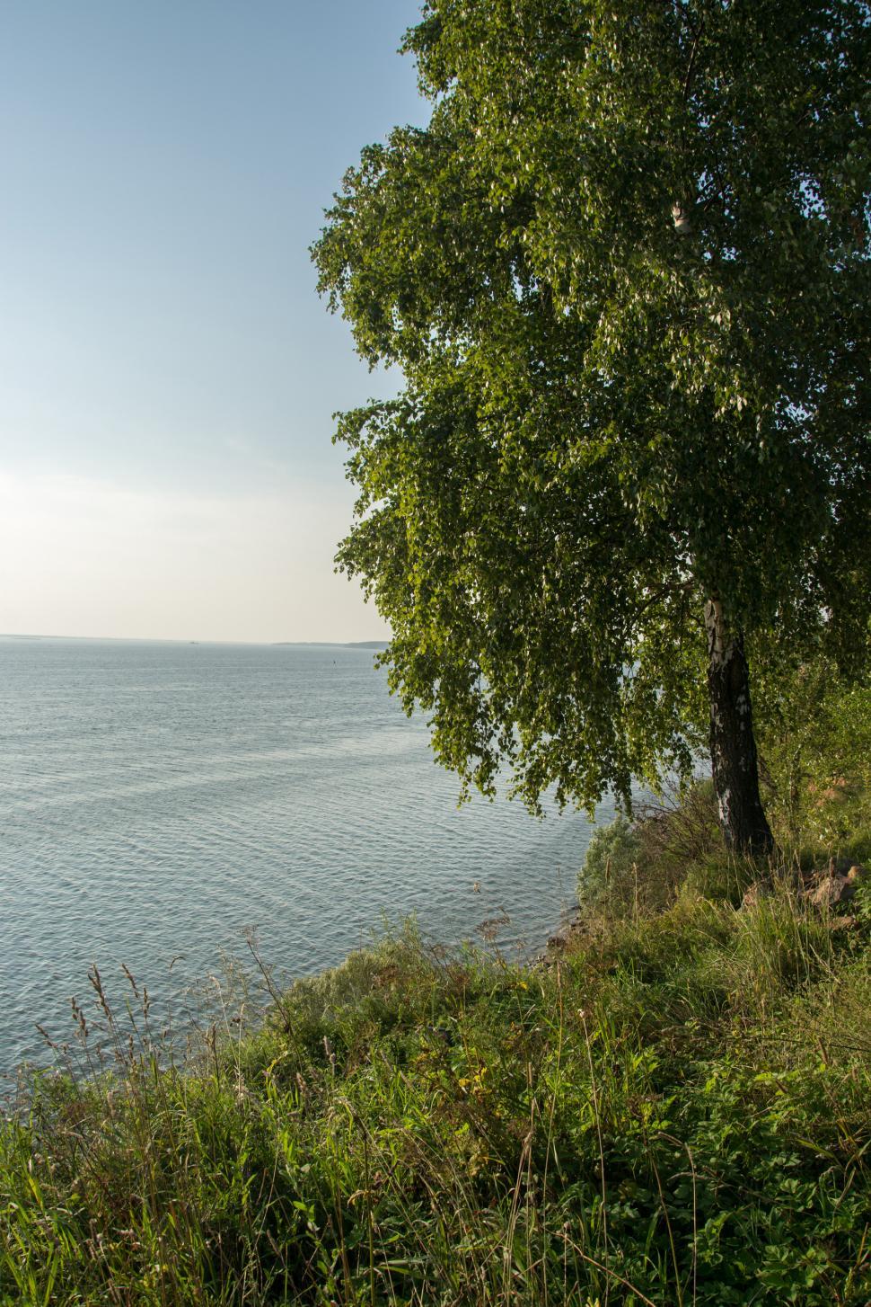 Free Image of Lonely birch.  