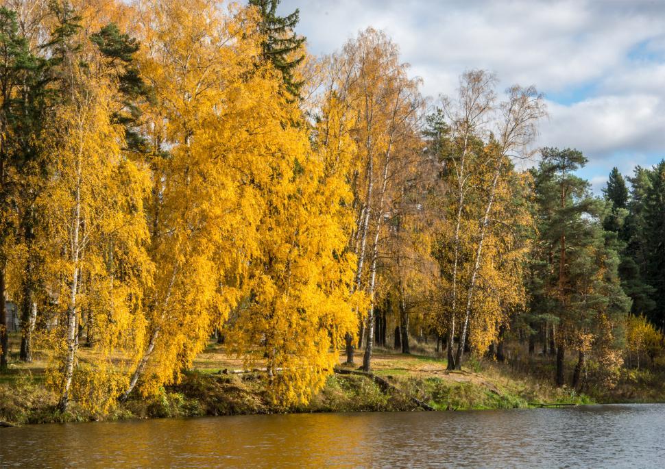 Free Image of Golden autumn 