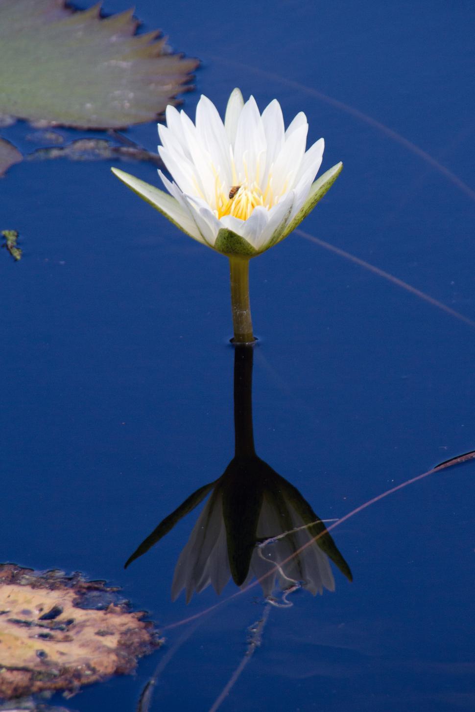 Free Image of Water Lilly 