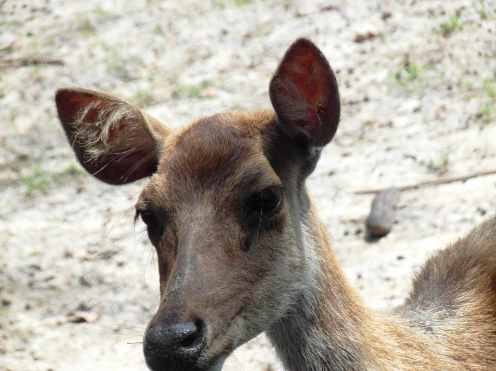 Free Image of A Deer 