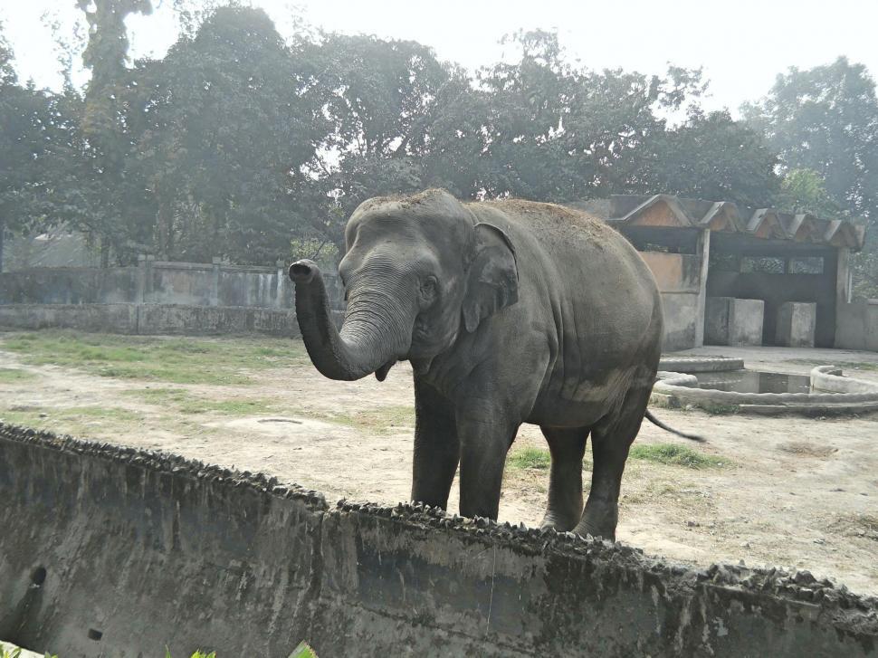 Free Image of Funny  Animal 