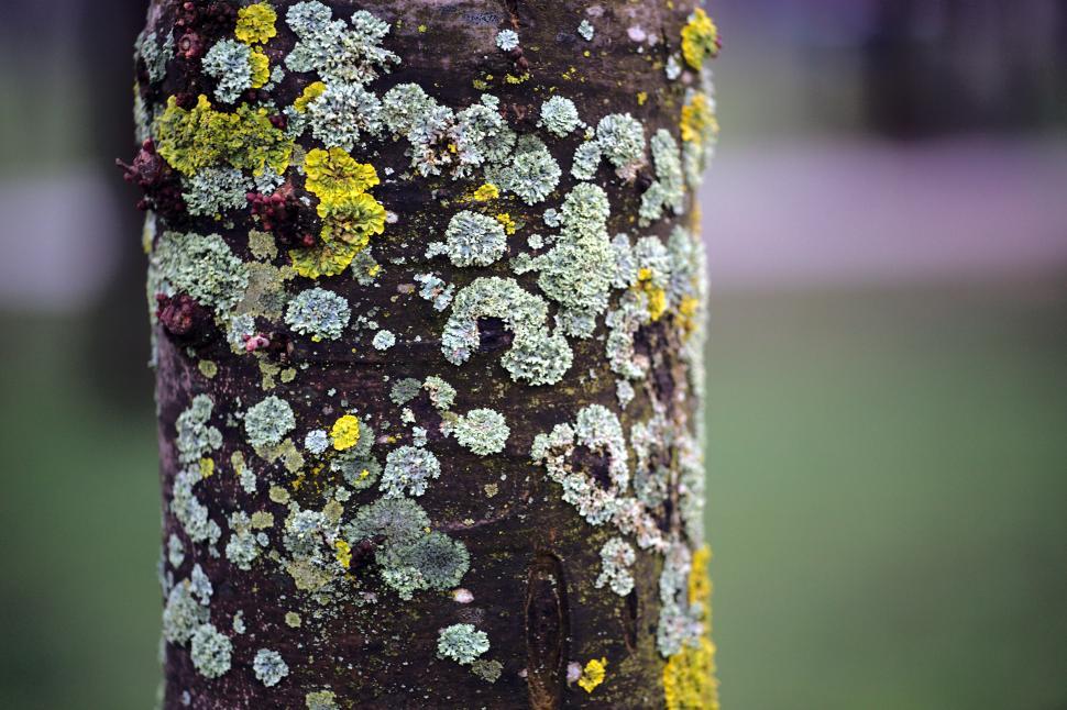 Free Image of Tree trunk 