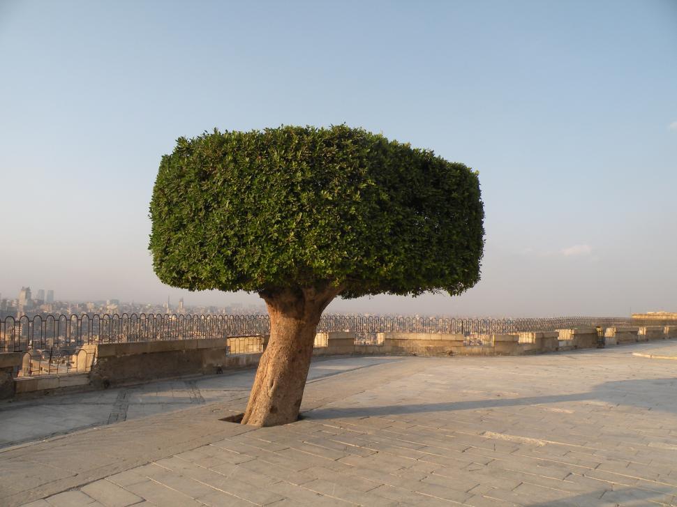 Free Image of The lonely Tree 