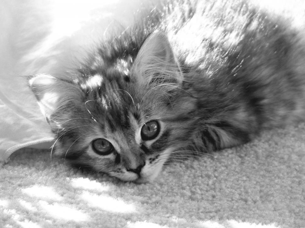 Free Image of Meggie B/W 