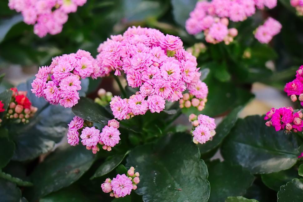 Free Image of Flowers 