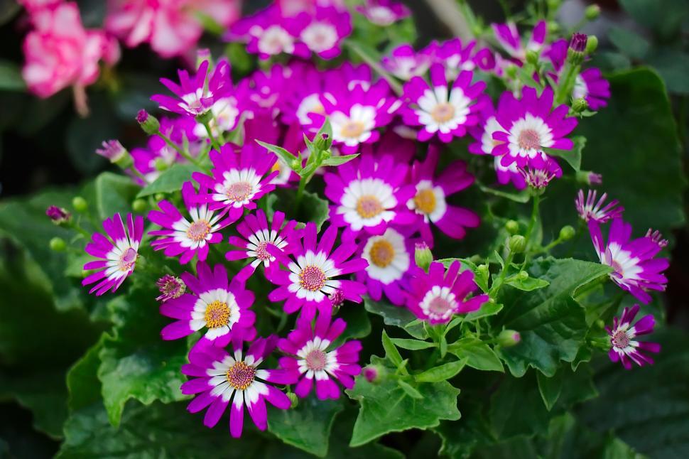 Free Image of Flowers 