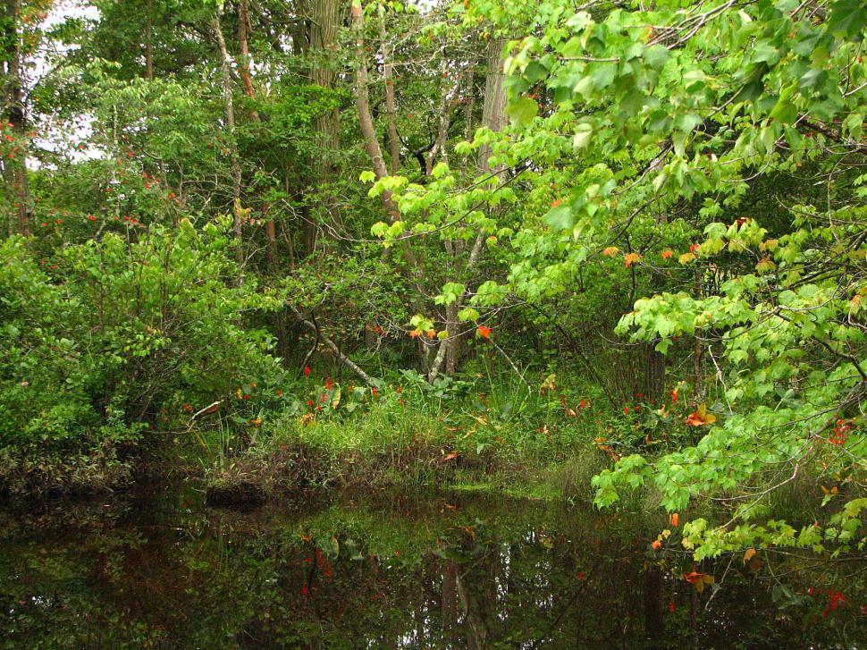 Free Image of wooded lake 