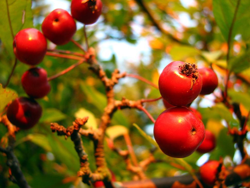 Free Image of berries 