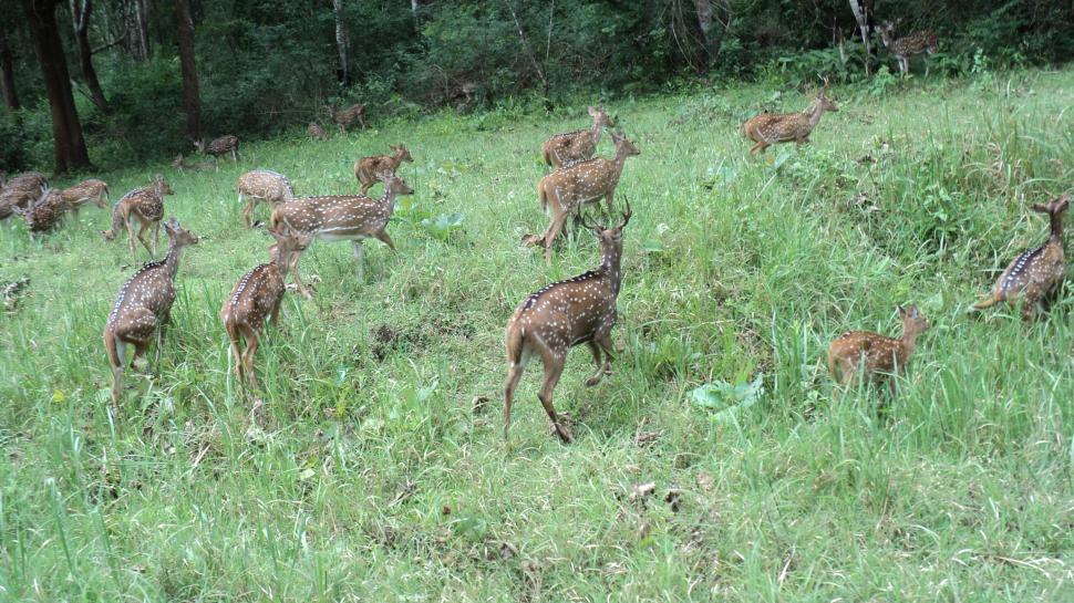 Free Image of Deer 