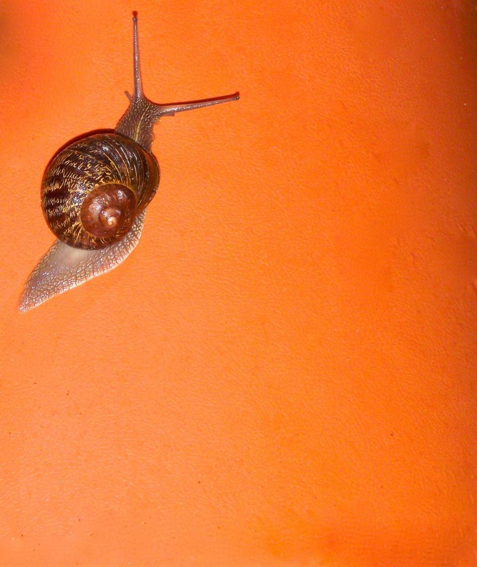 Free Image of Snail 