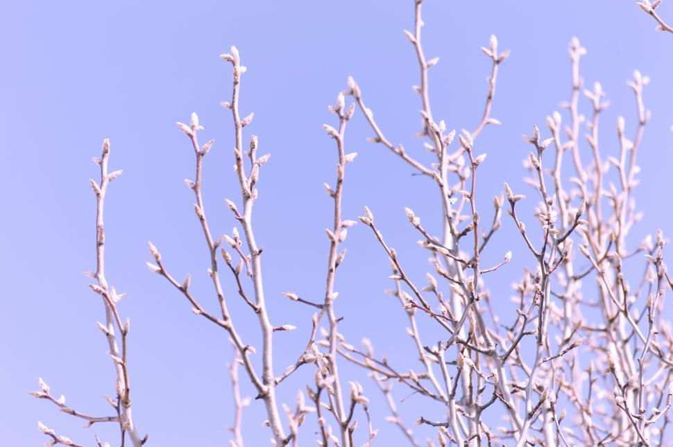 Free Image of Buds on a Winter Tree 