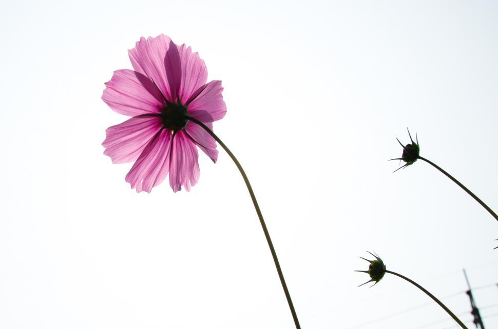 Free Image of Pink Flower 