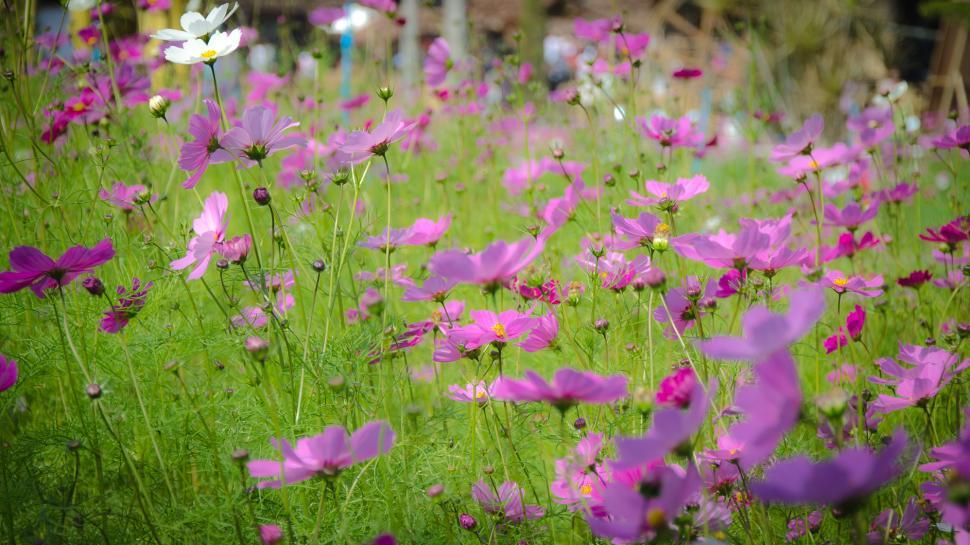 Free Image of Pink Flower 