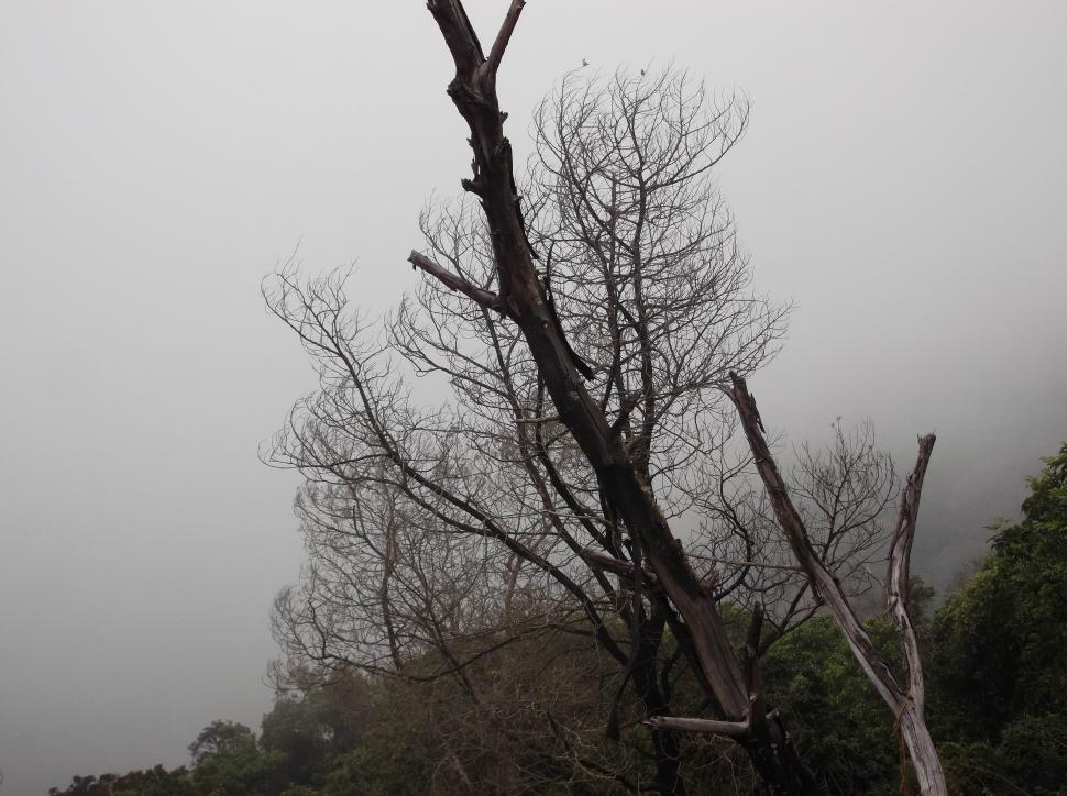 Free Image of Dead Tree 