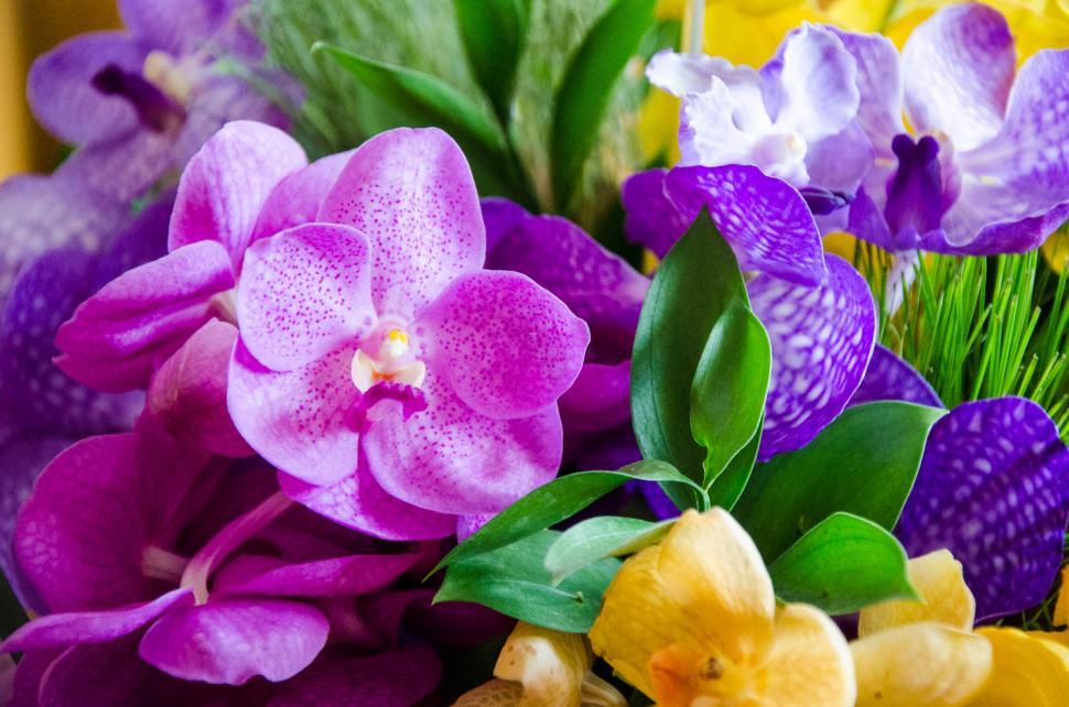 Free Image of Thai Orchid 