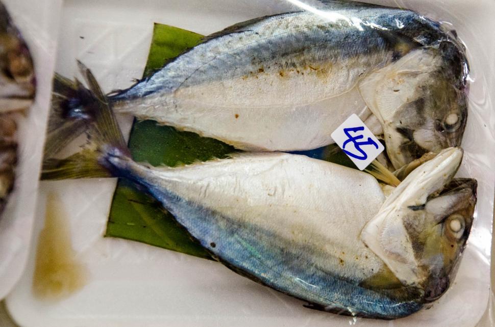 Free Image of Small Tuna 
